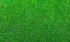 zoysia grass