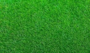 healthy zoysia grass lawn