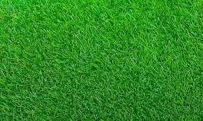 healthy zoysia grass lawn