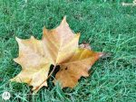 fallen brown leaf on green grass