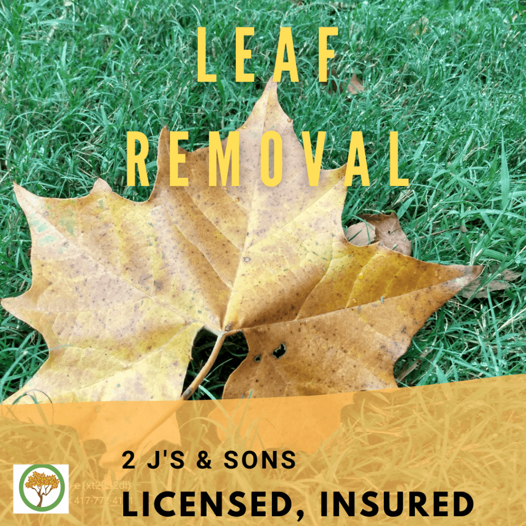 brown leaf on grass, licensed and insured