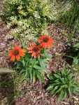 Euchinacea in mulch garden bed 