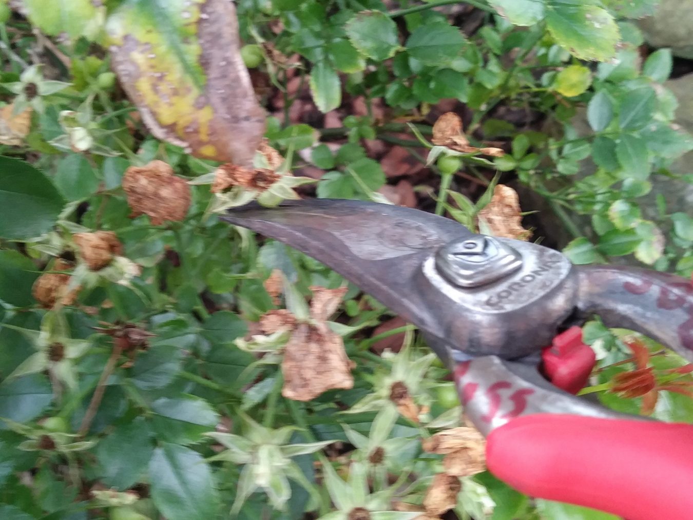 deadheading, shrub pruning,  