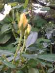 black sooty mold, plant disease, plant pests for roses rosebud