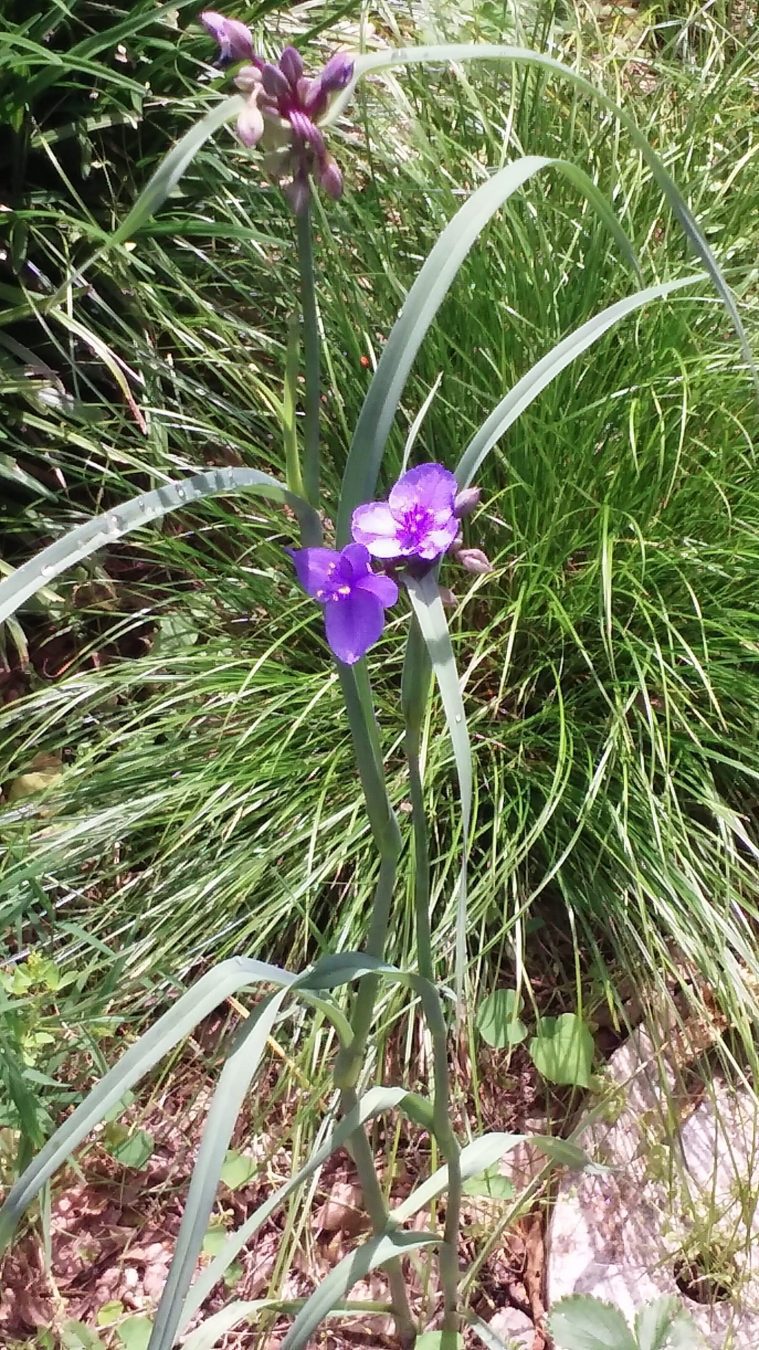 purple spiderwort flower
