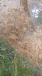 large fall webworm nest.