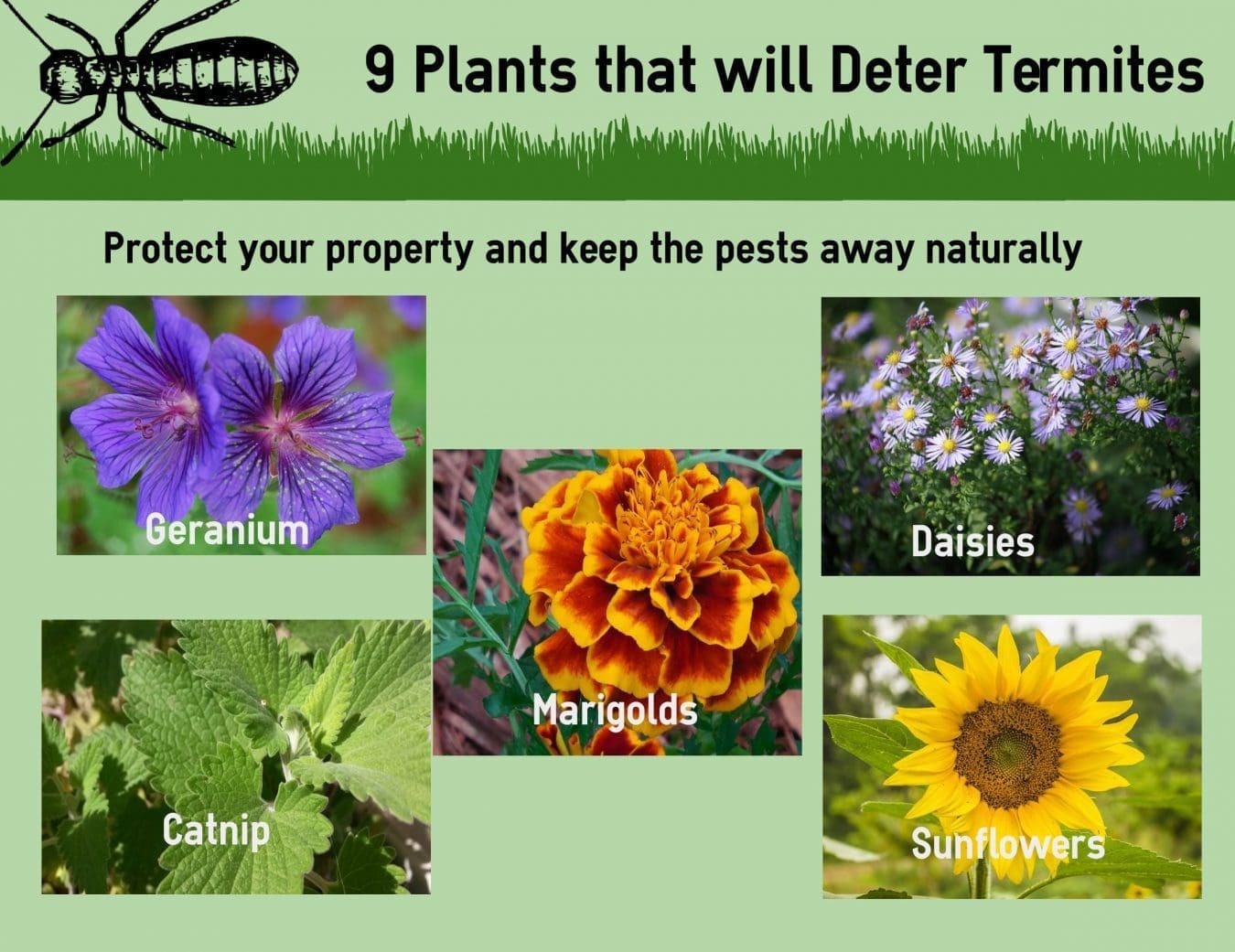 natural pest control