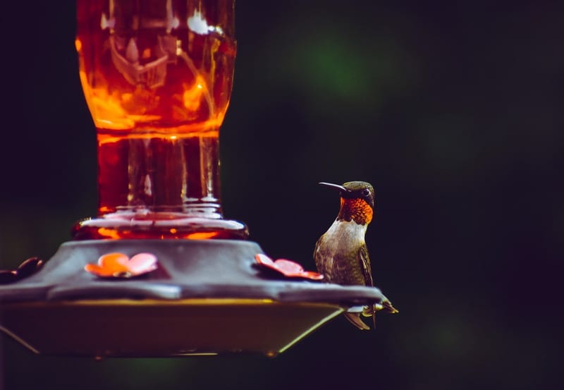 spring lawn clean-up service. Image of spring hummingbird perched on hummingbird feeder