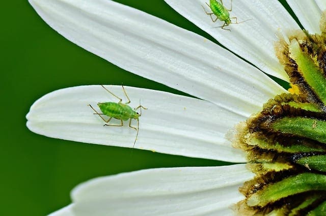 aphids control and prevention in landscape