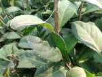 black sooty mold on plant, plant disease and plant pests plants with pests