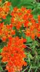 Asclepias tuberosa or Orange Milkweed