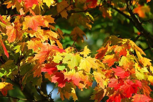 autumn-oak-foliage, fall cleanup and fall lawn tips
