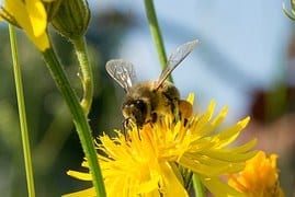 bee  on flower, a healthy lawn ecosystem helps better soil