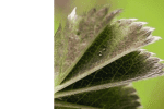 plant mold, plant disease black sooty mold