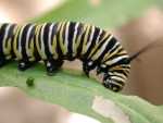 caterpillar-monarch, milkweed