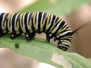 caterpillar-monarch, native pollinators
