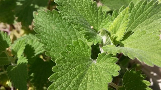 Catnip-nepeta-cataria