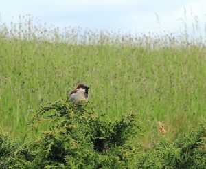 chickadee, native habitats