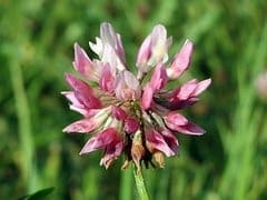 clover promotes natural aeration for better soil