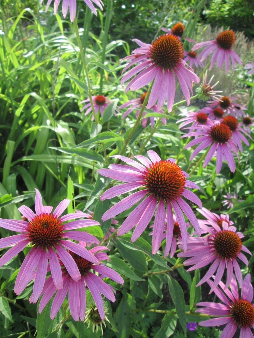 Purple Coneflower