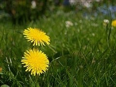 dandelion long tap roots help soil aeration for better soil