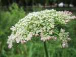 daucus-carota, plant Queen Anne's Lace