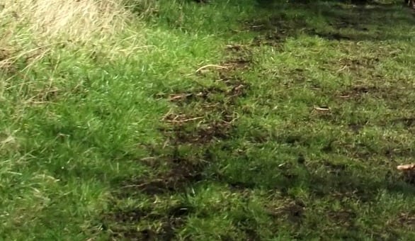 Damaged grass