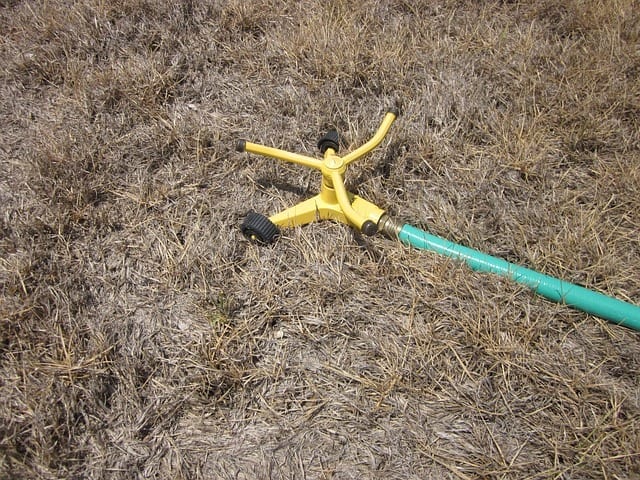 grass during drought