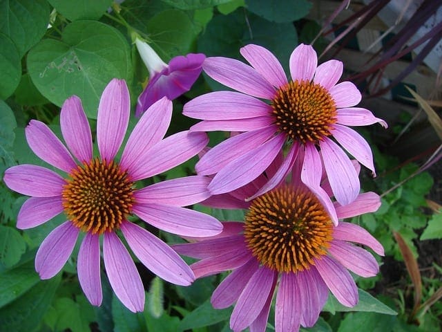 Echinacea flower blooms