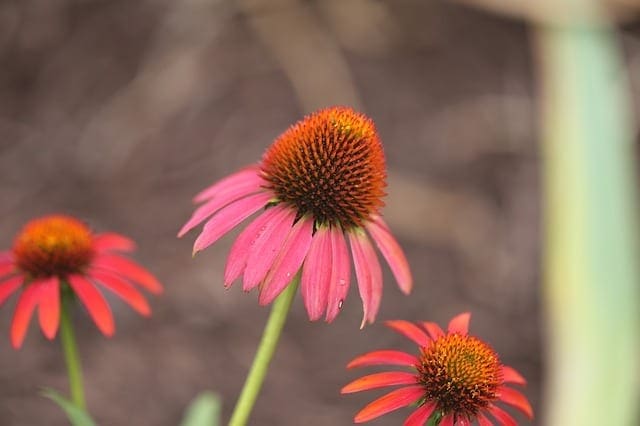 echinacea-817803_640