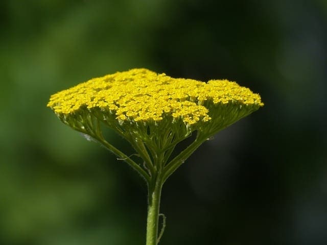 yarrow, NWA native