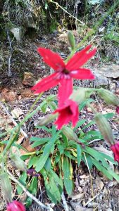 Fire Red Silene Virginica. native flowers, scarlet catchfly