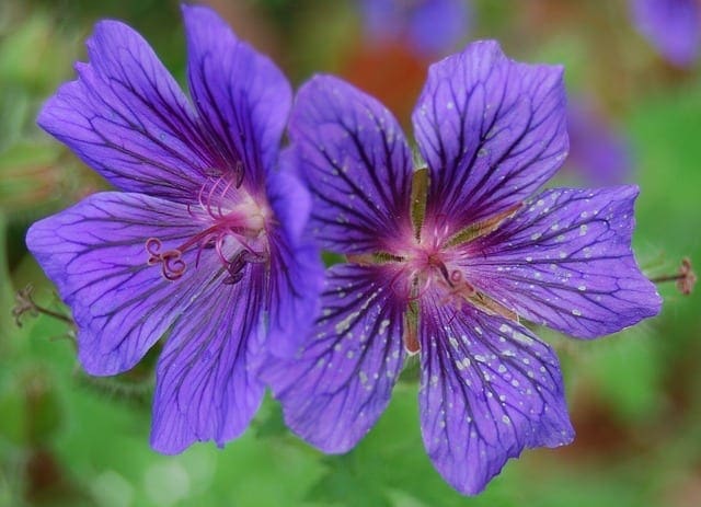 Geranium-cranesbill