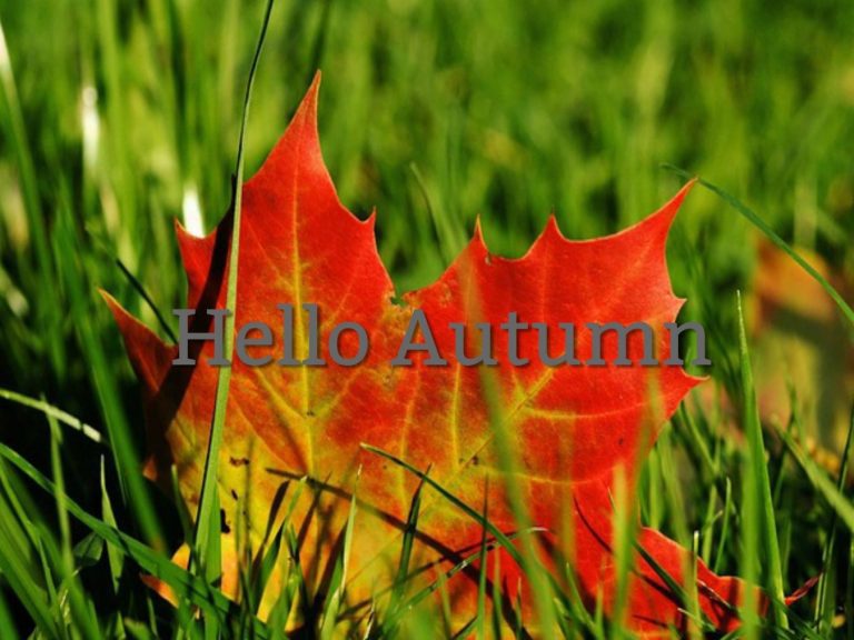 orange and yellow maple leaf on grass