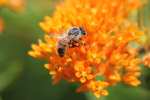 honey bee on butterfly milkweed