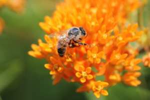 honey bee on butterfly milkweed, native plants