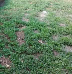 bare lawn