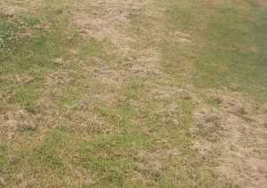 leaving clumps of grass when mowing can kill the new grass growing underneath 