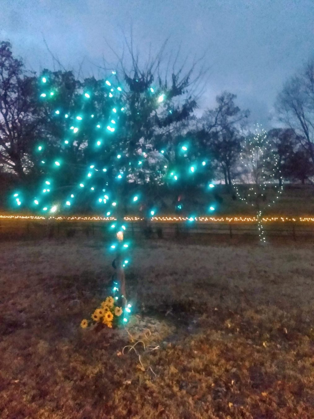 Blue Lights on trees for Christmas landscaping