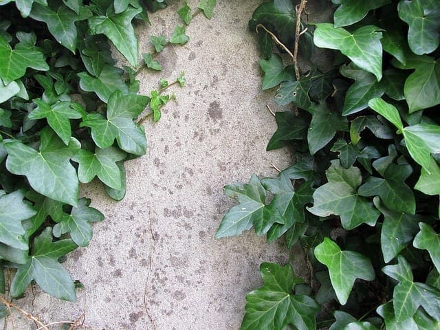 english ivy-on-wall