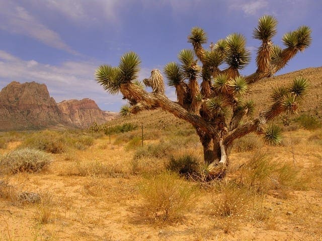 joshua tree