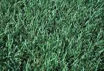 kentucky bluegrass  Ozarks grass. best grass. 