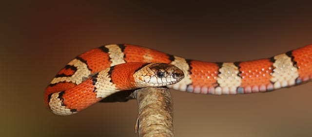 king snake non-poisonous