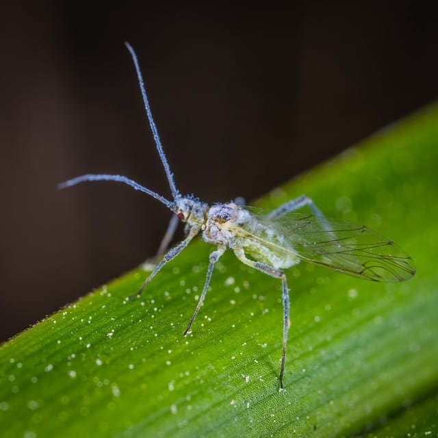 garden pests