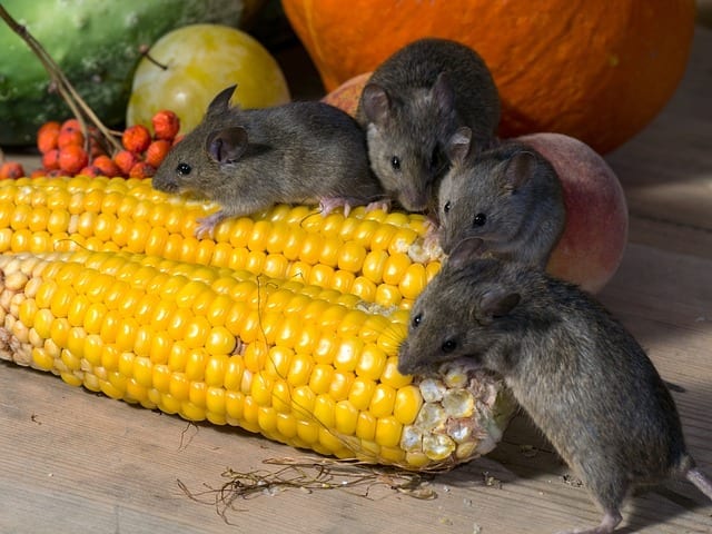 mice eating vegetables