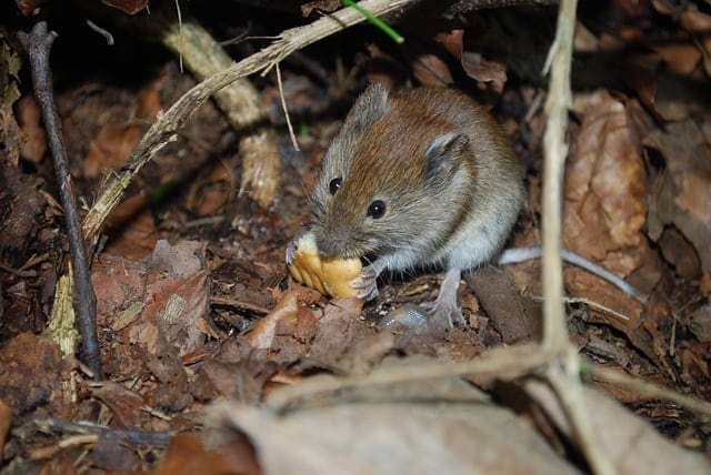 mouse eating bread