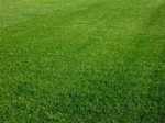 perennial ryegrass