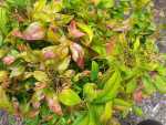 insect damaged Nandina