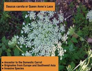 native plants queen Anne's Lace infographic