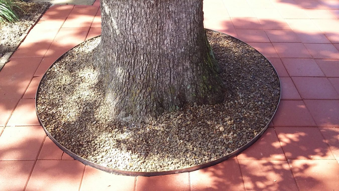 Red Pavers and Tree Ring